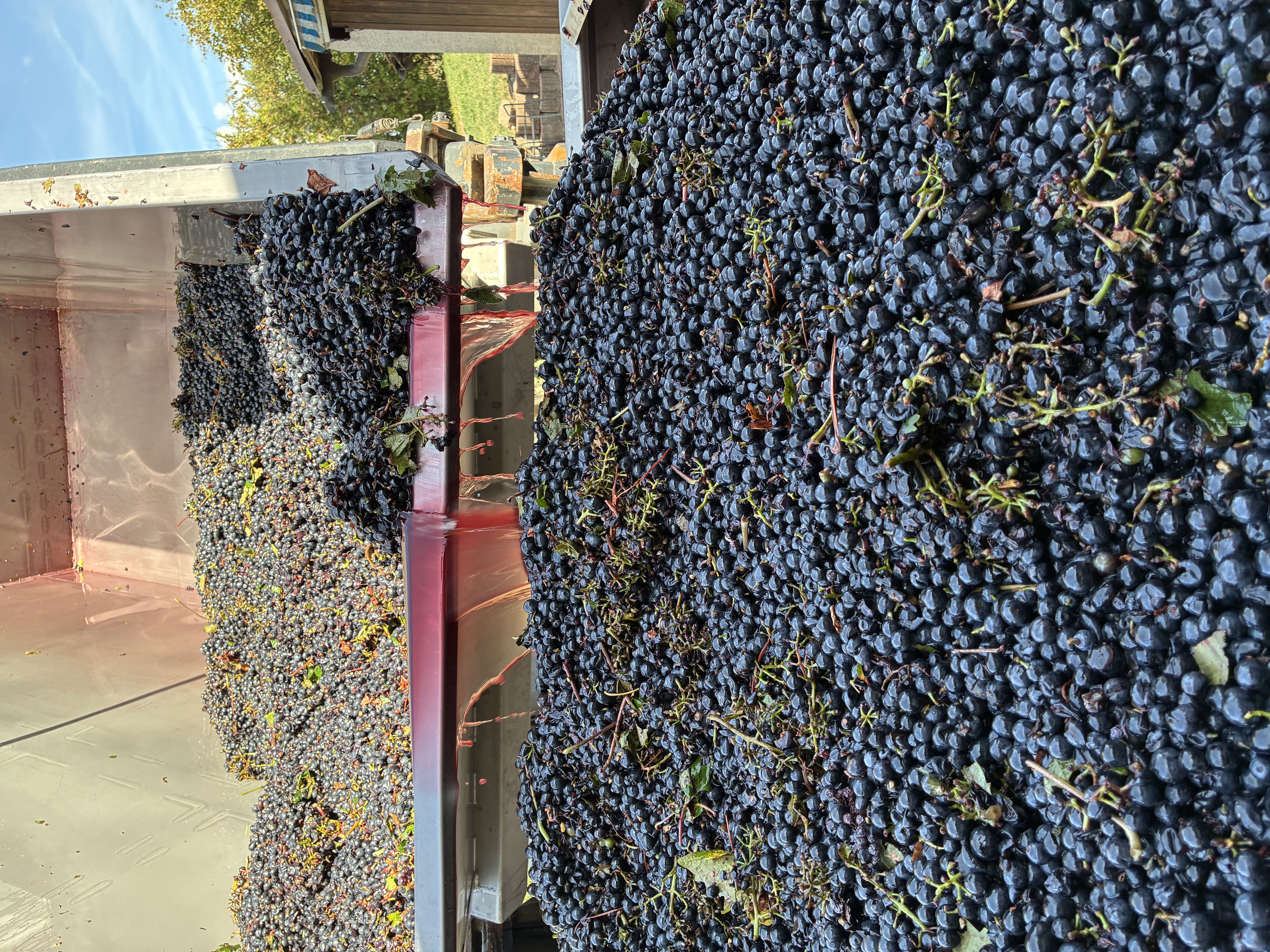 Weinlese